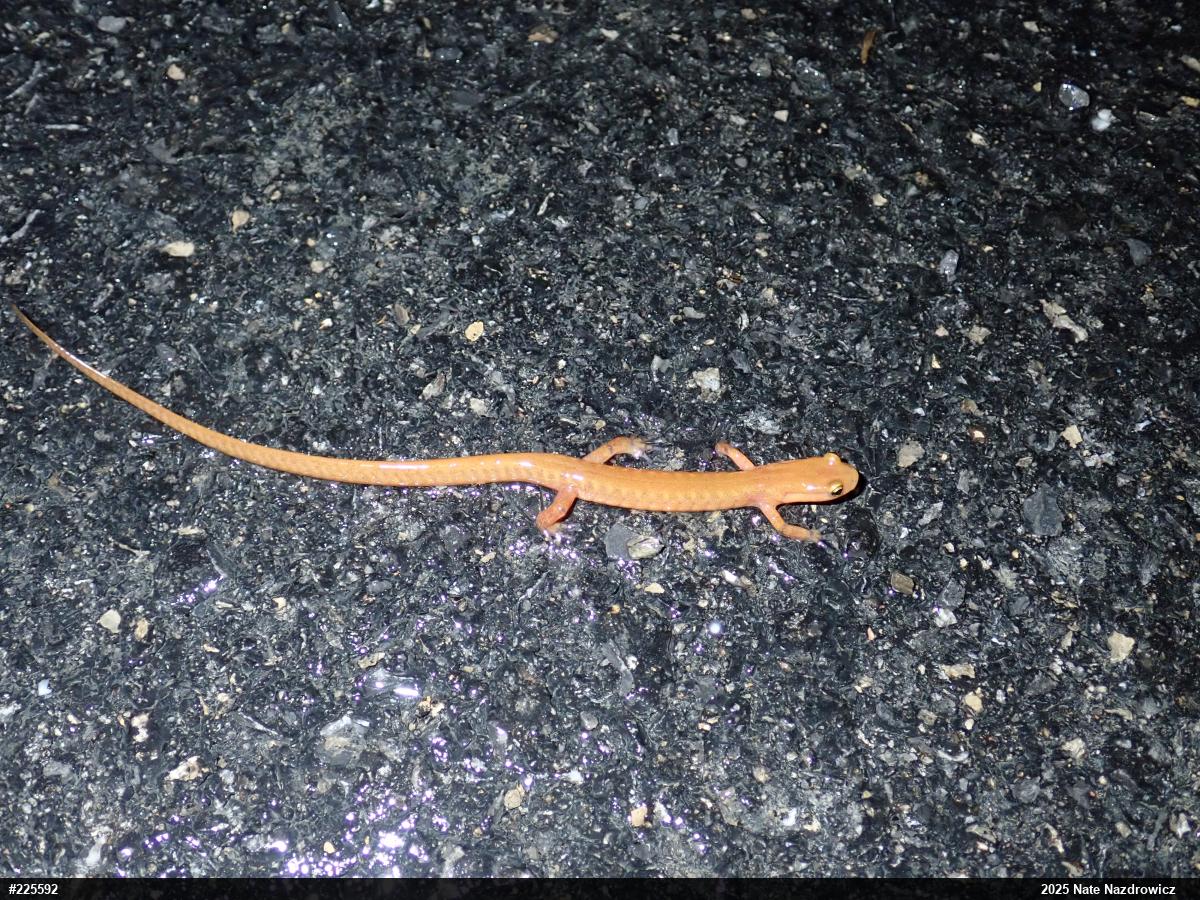 Eastern Long-tailed Salamander