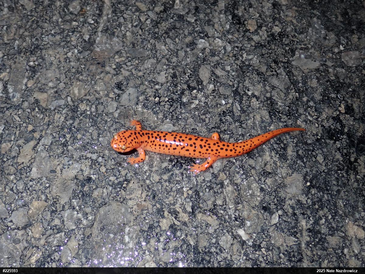 Northern Red Salamander