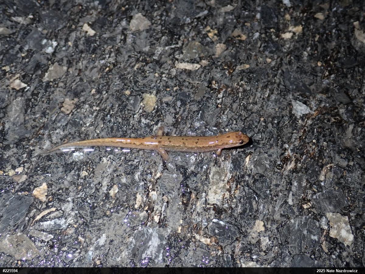 Northern Dusky Salamander