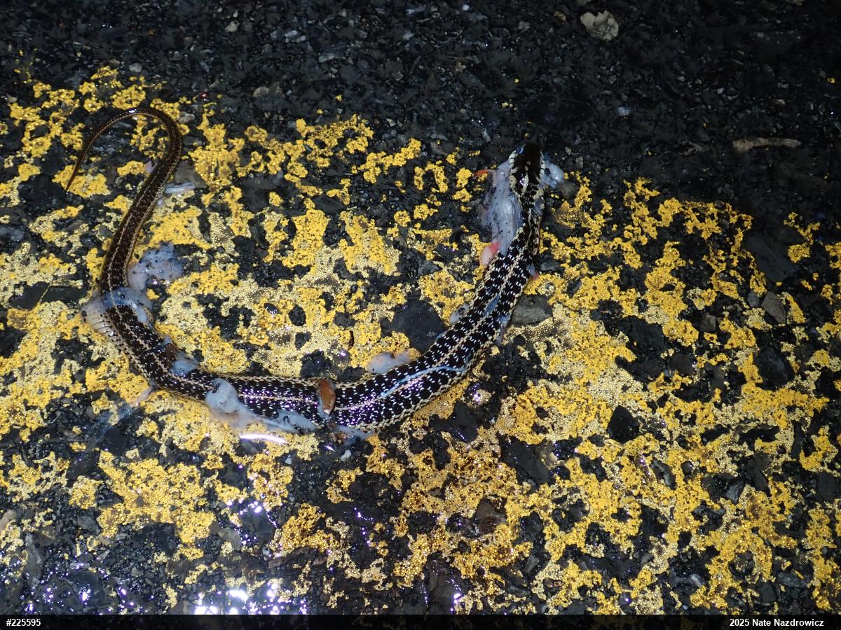 Eastern Gartersnake