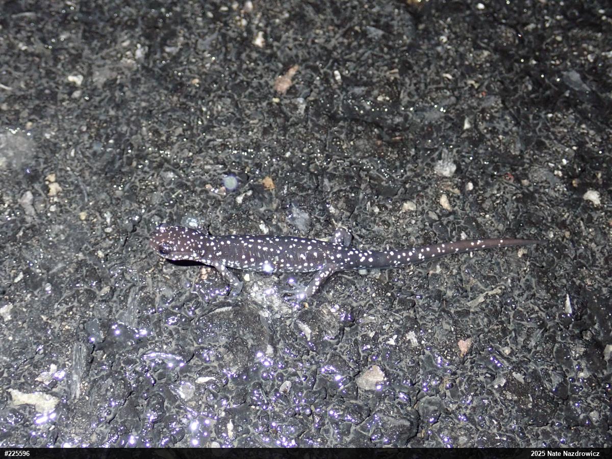 Northern Slimy Salamander