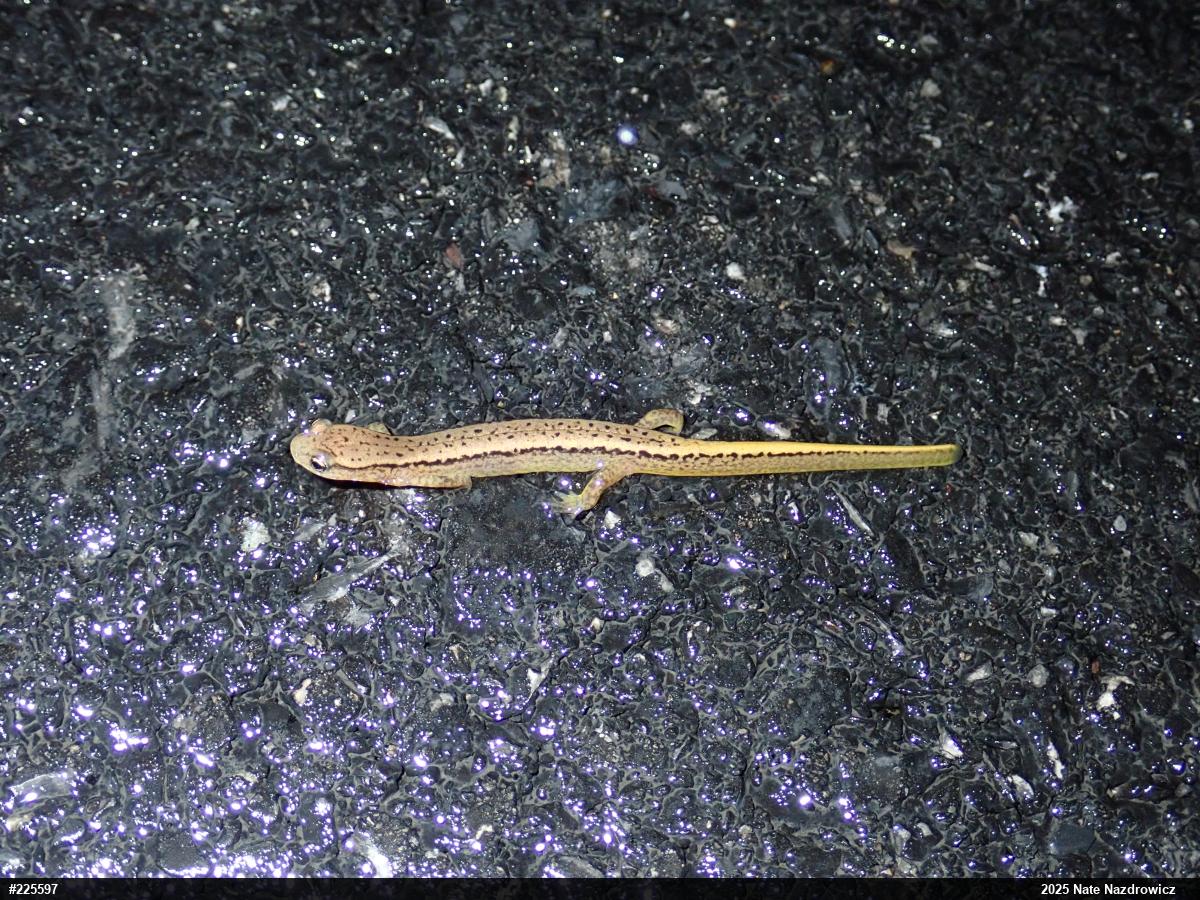 Northern Two-lined Salamander