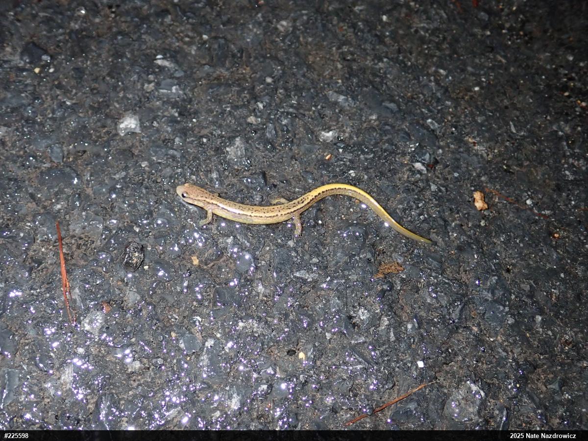 Northern Two-lined Salamander