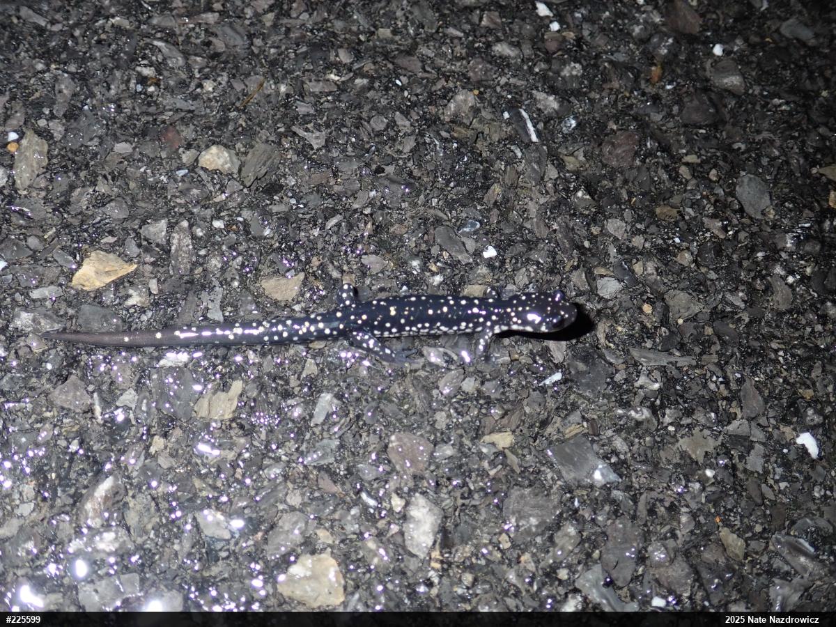 Northern Slimy Salamander
