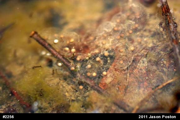 Mountain Chorus Frog