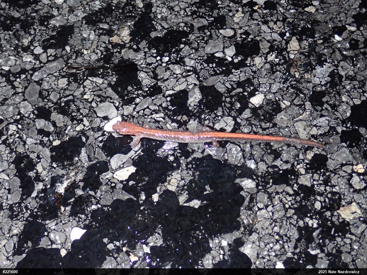 Eastern Red-backed  Salamander