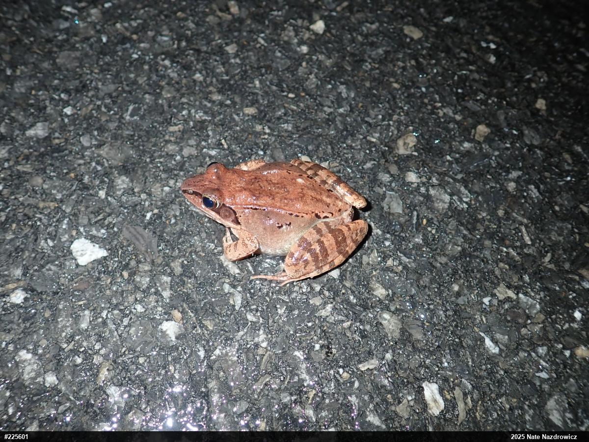 Wood Frog