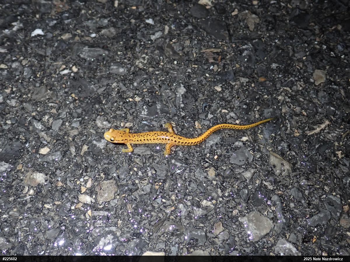 Eastern Long-tailed Salamander