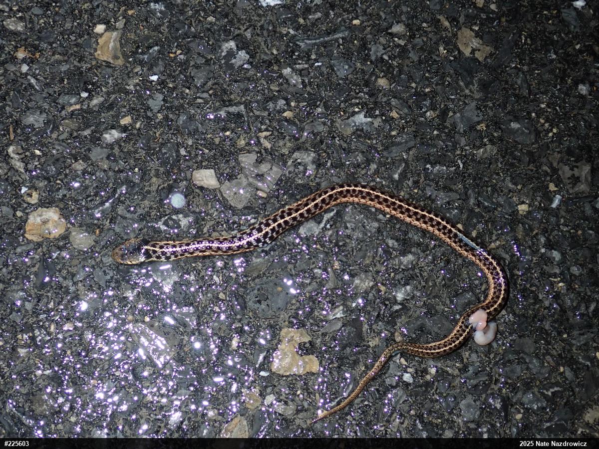 Eastern Gartersnake