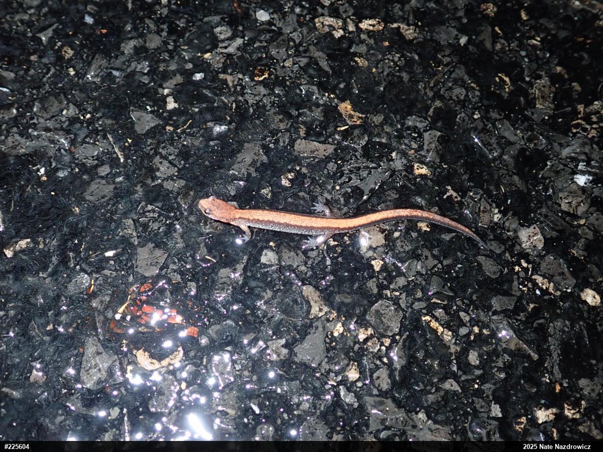 Eastern Red-backed  Salamander