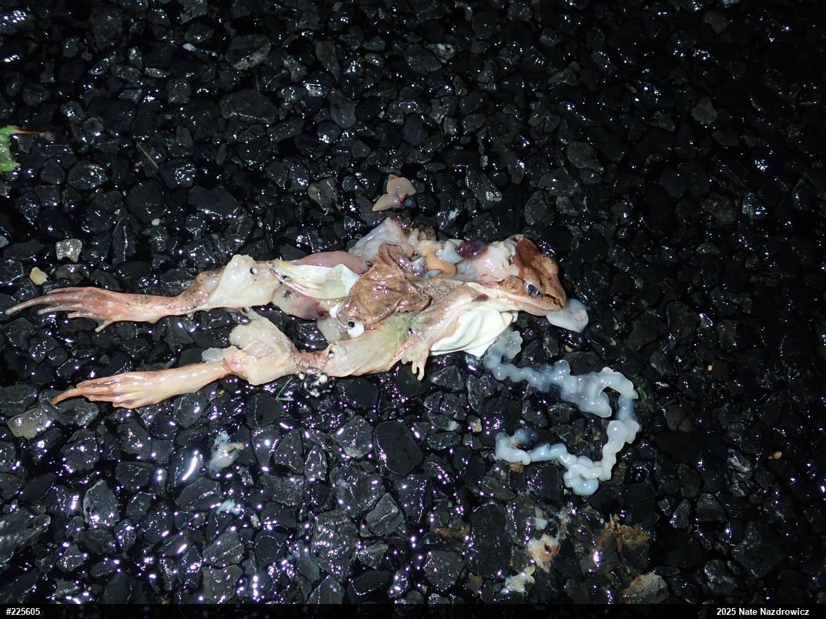Wood Frog