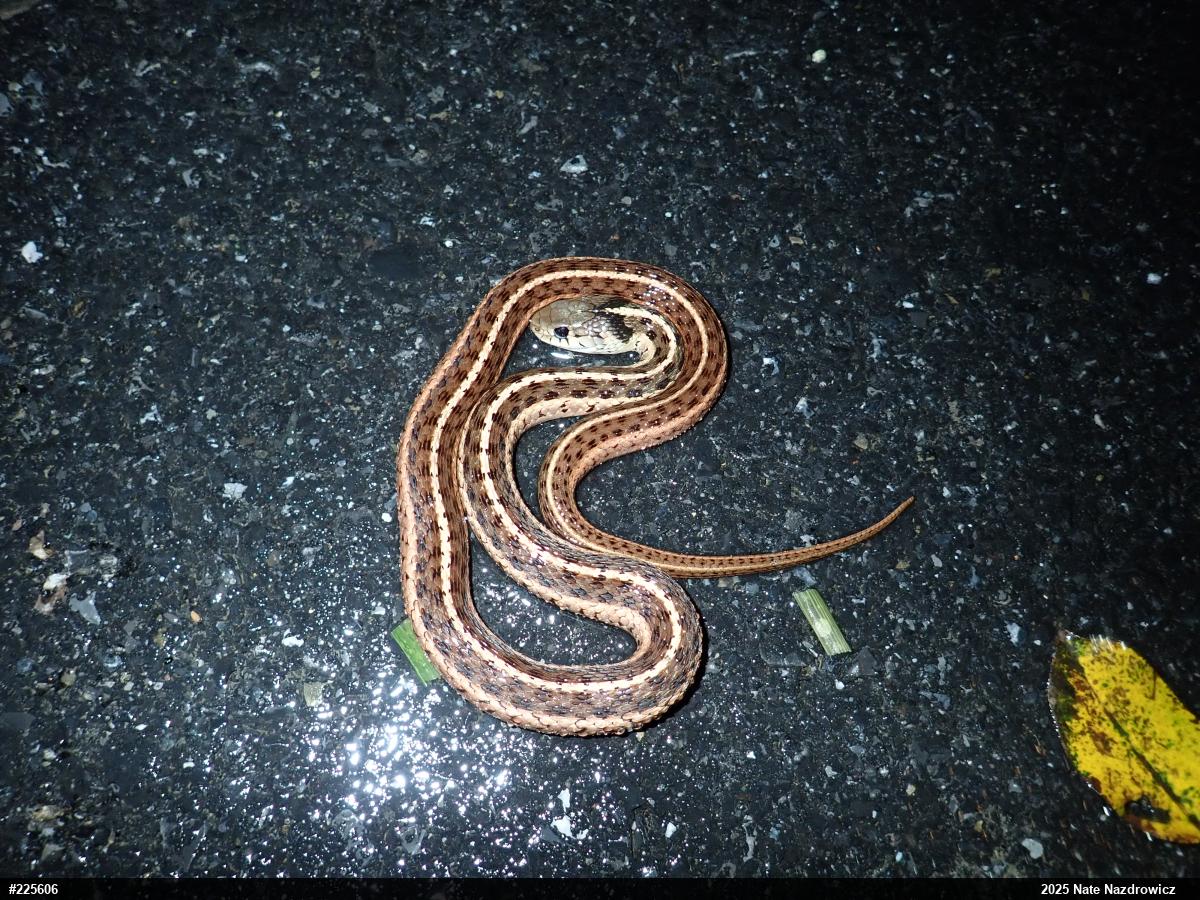 Eastern Gartersnake