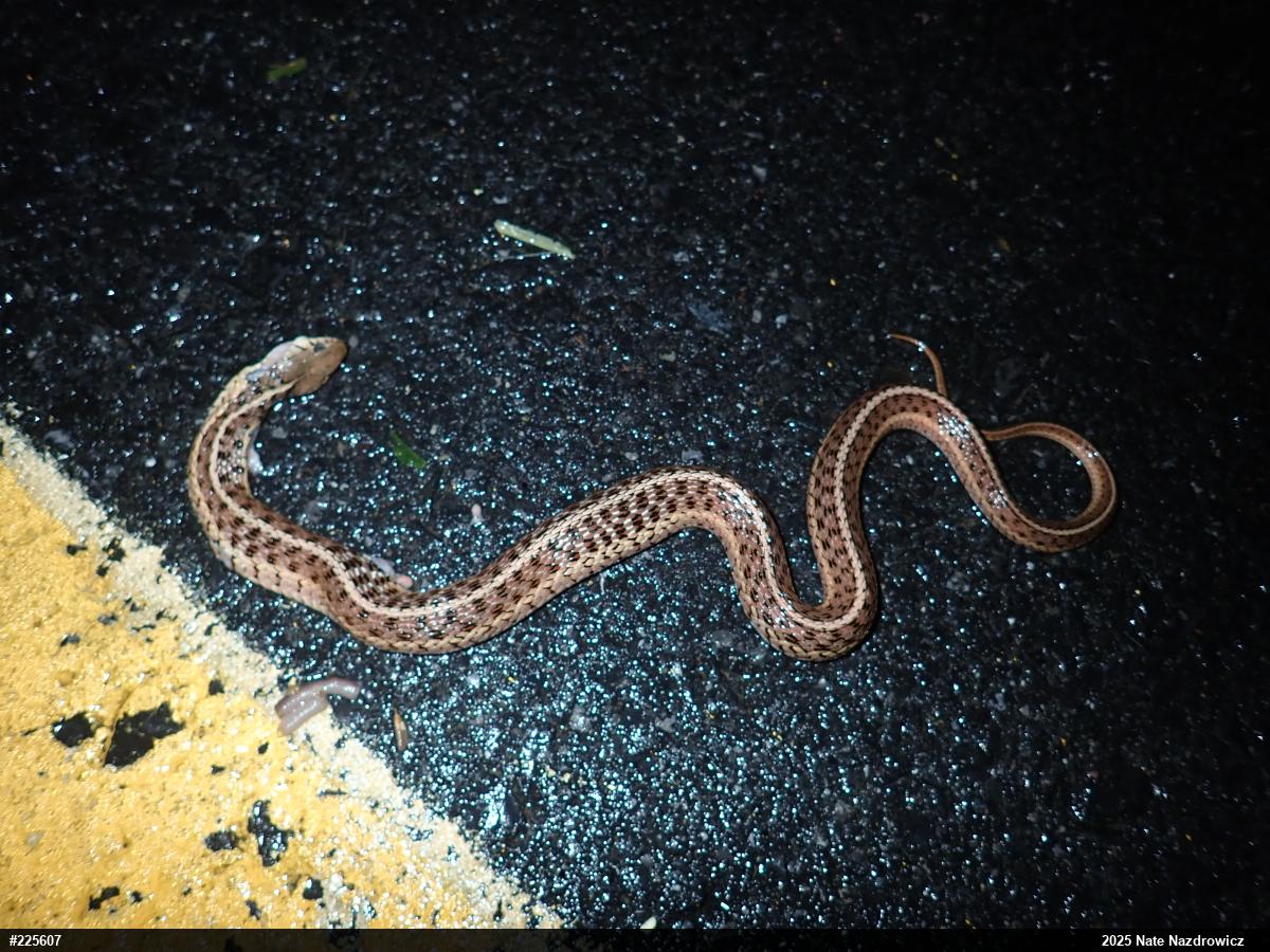 Eastern Gartersnake