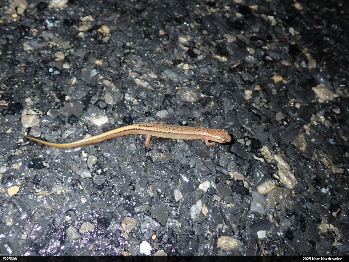 Northern Two-lined Salamander