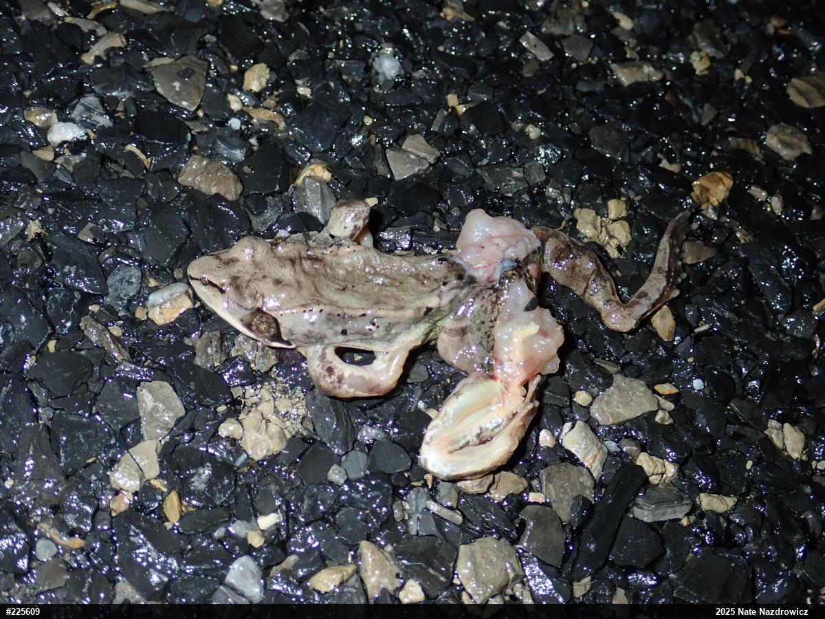 Wood Frog