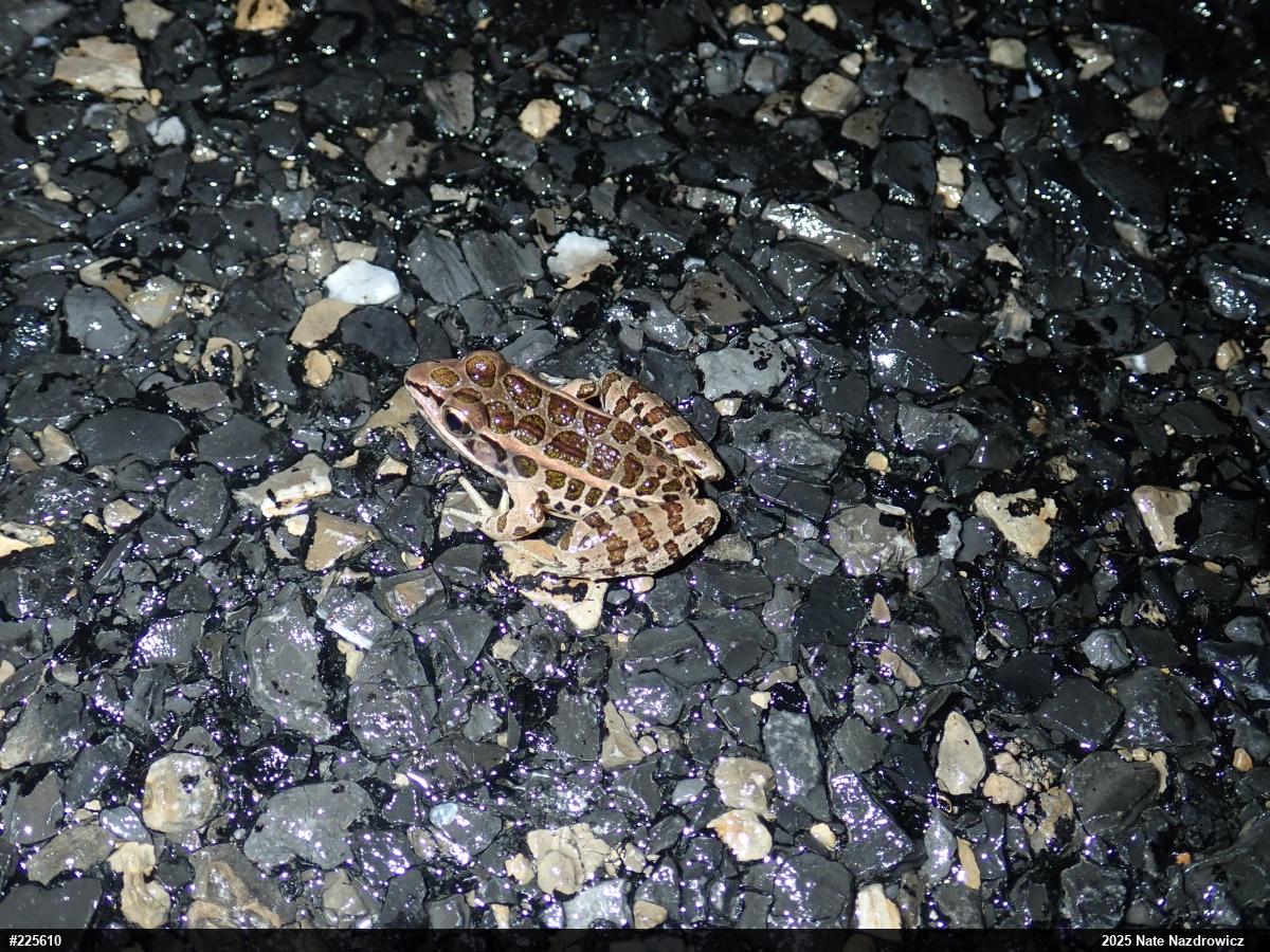 Pickerel Frog