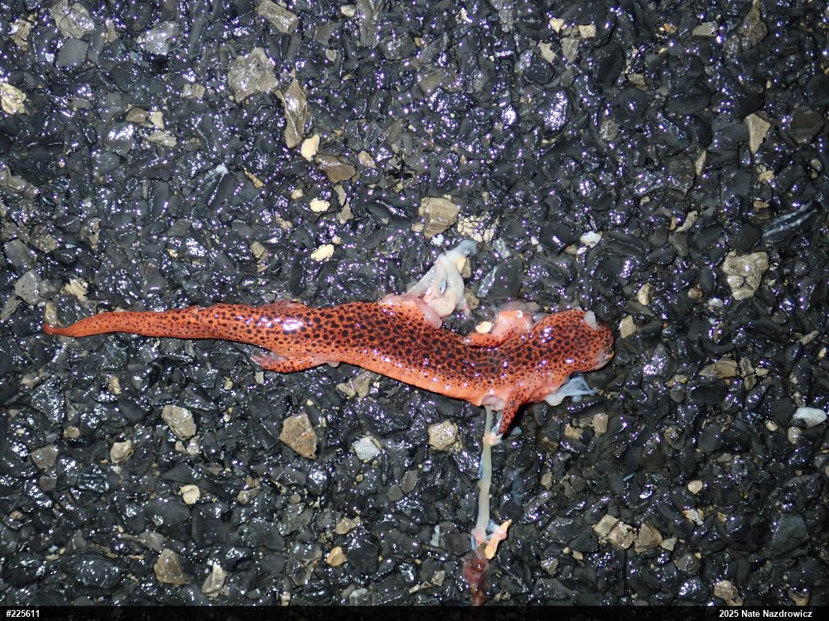 Northern Red Salamander