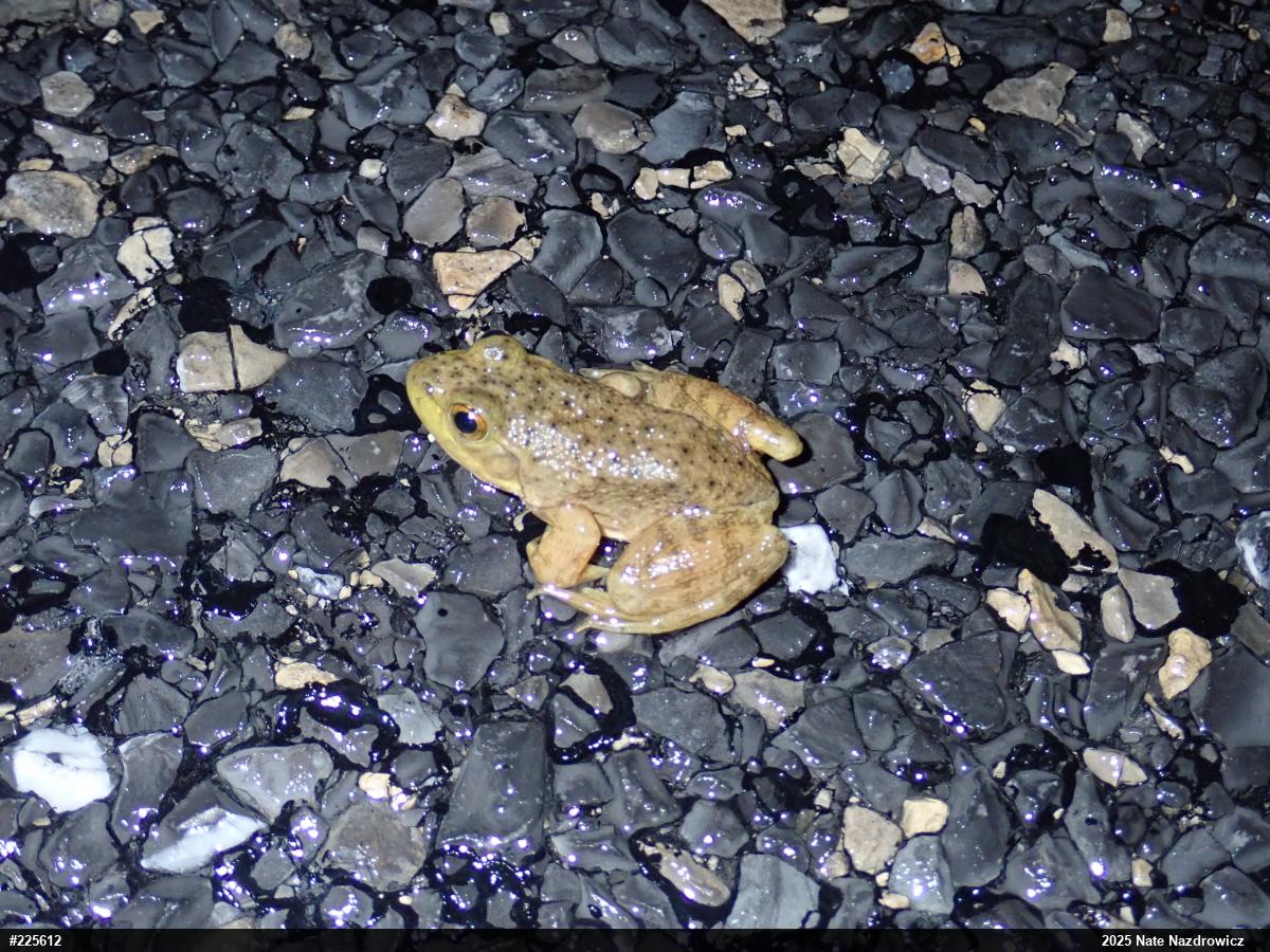 American Bullfrog