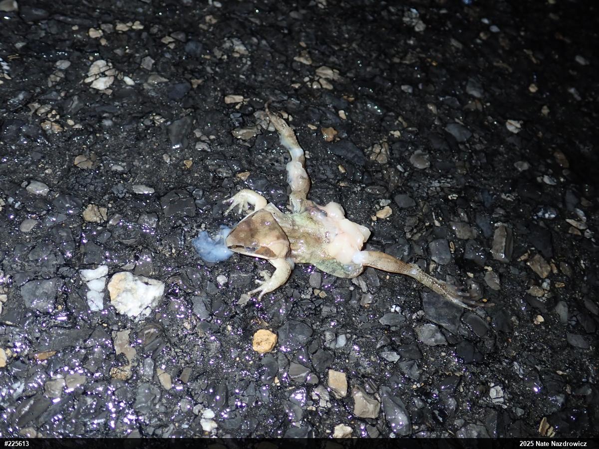 Wood Frog