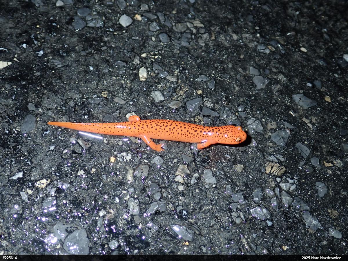 Northern Red Salamander
