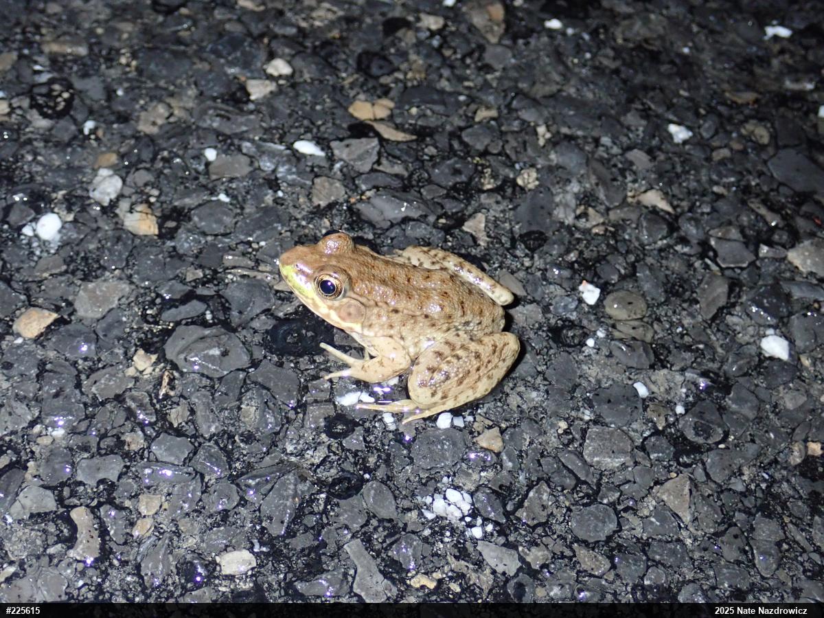 Green Frog