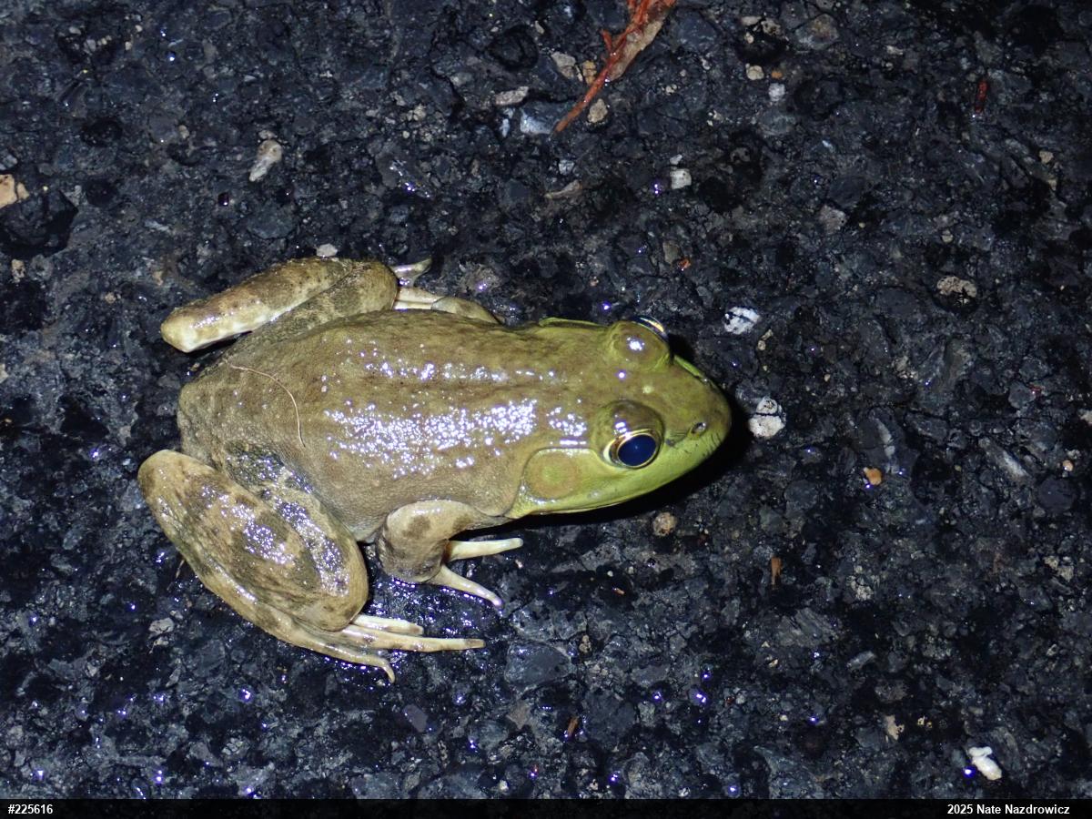 American Bullfrog