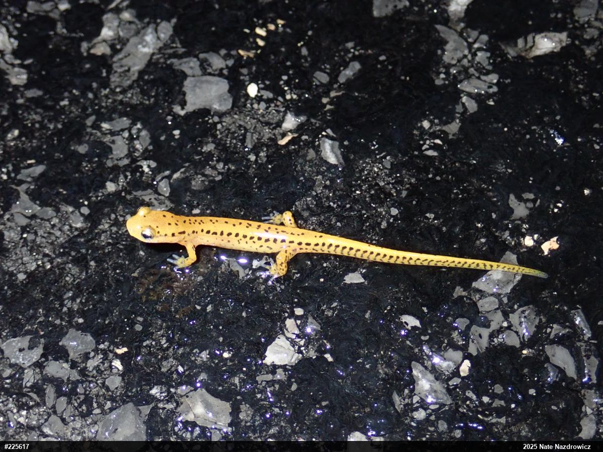 Eastern Long-tailed Salamander