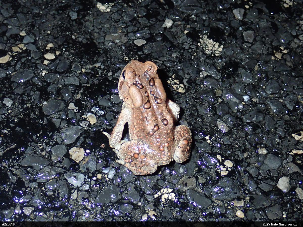 Eastern American Toad