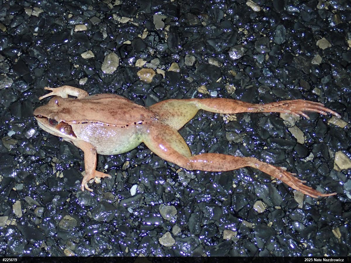 Wood Frog