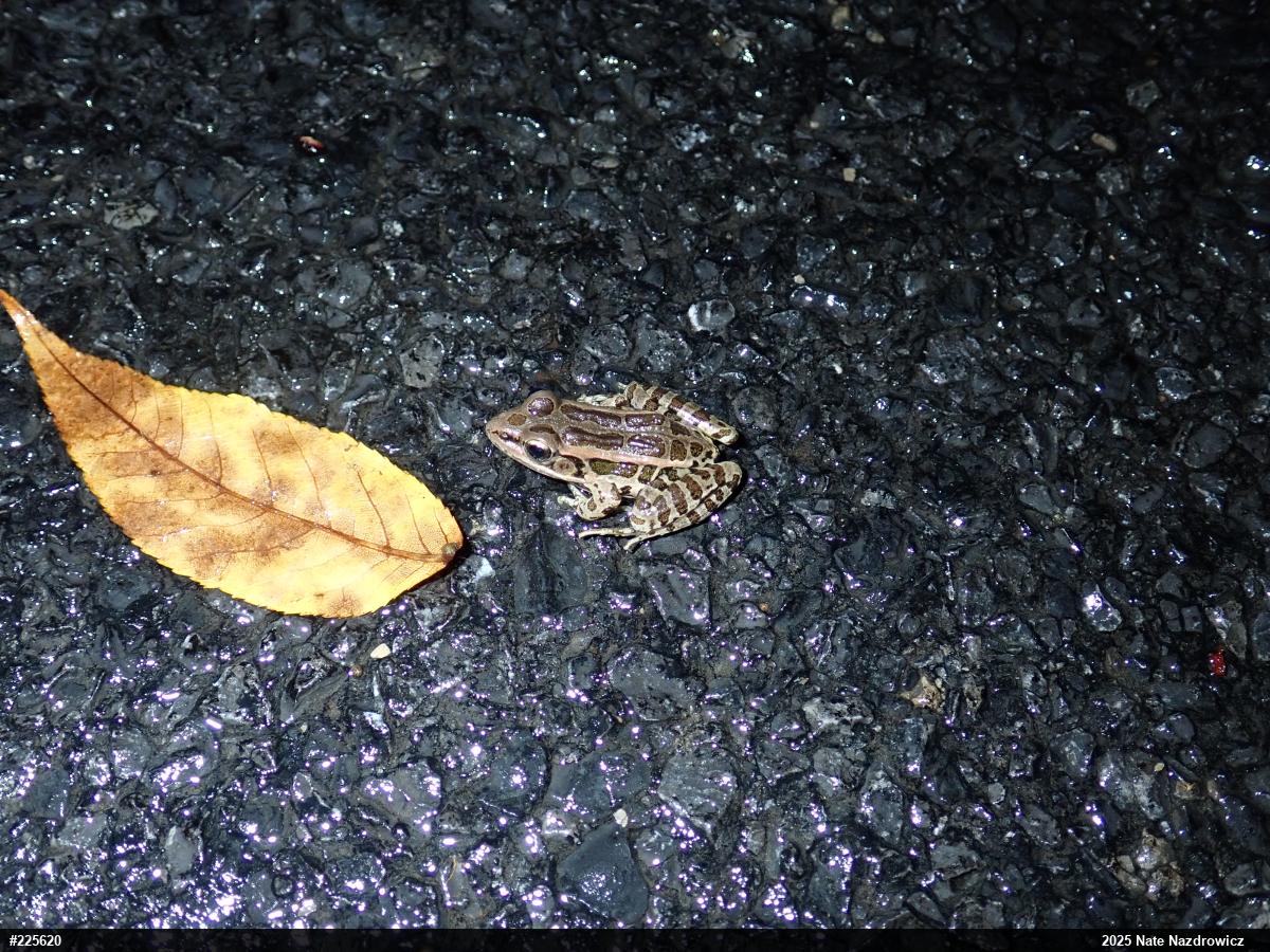 Pickerel Frog