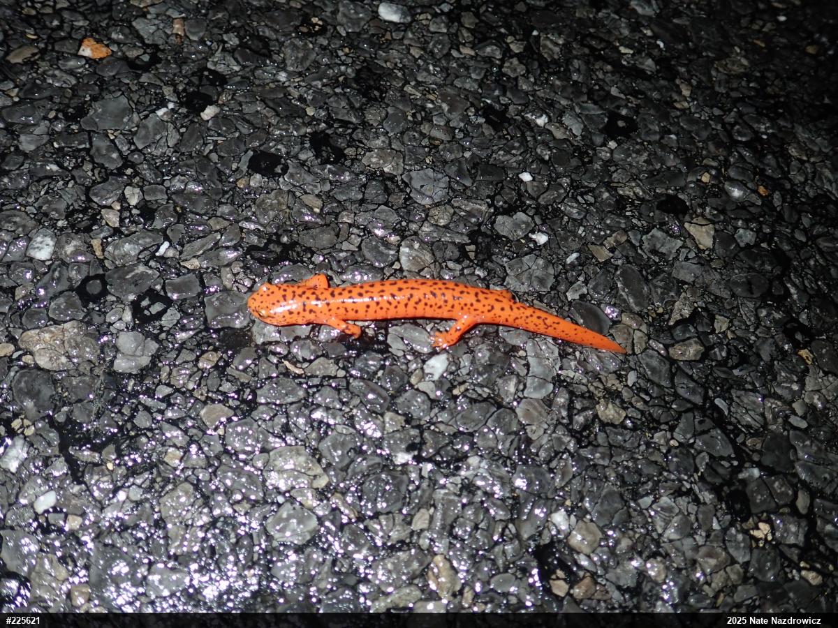 Northern Red Salamander
