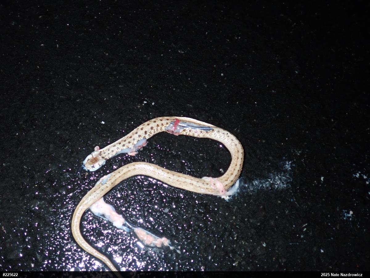 Dekay's Brownsnake