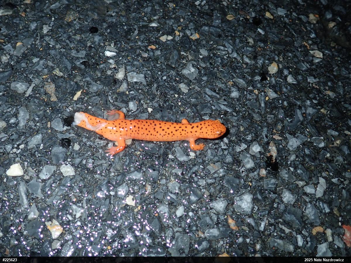 Northern Red Salamander