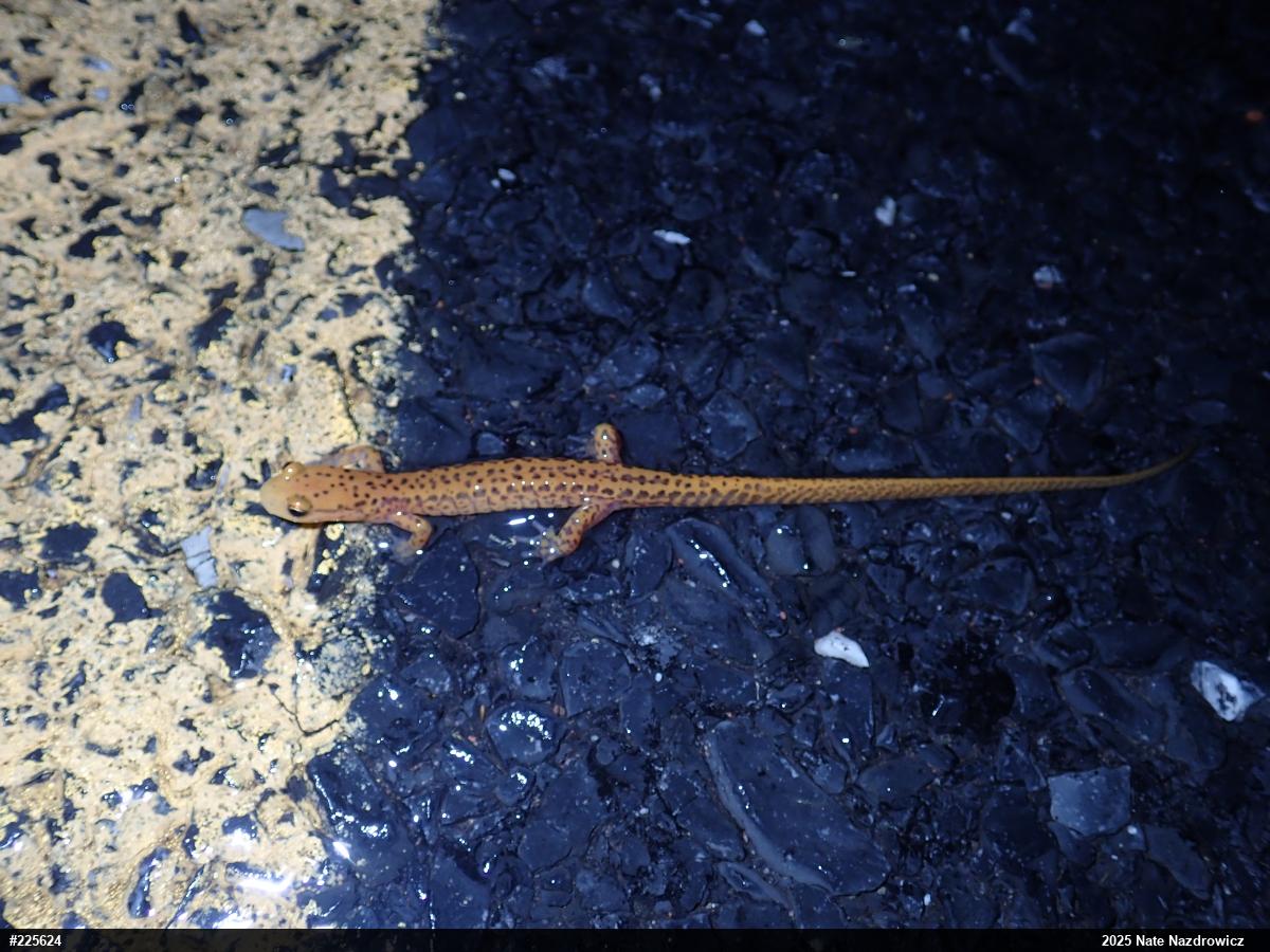 Eastern Long-tailed Salamander