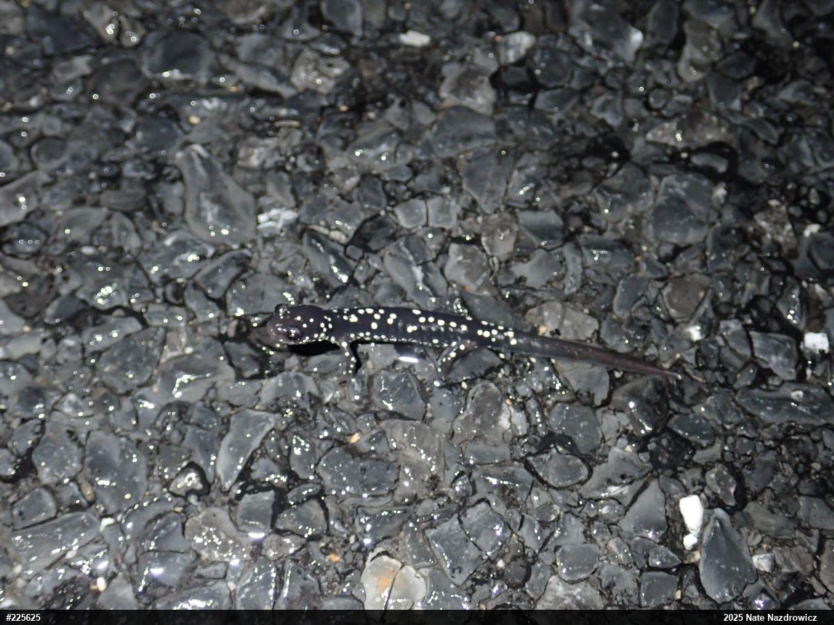 Northern Slimy Salamander