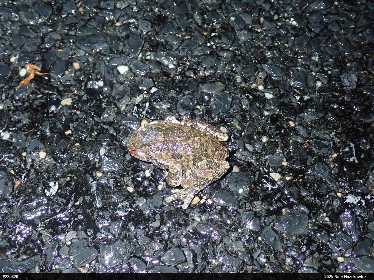 Unknown Gray Treefrog