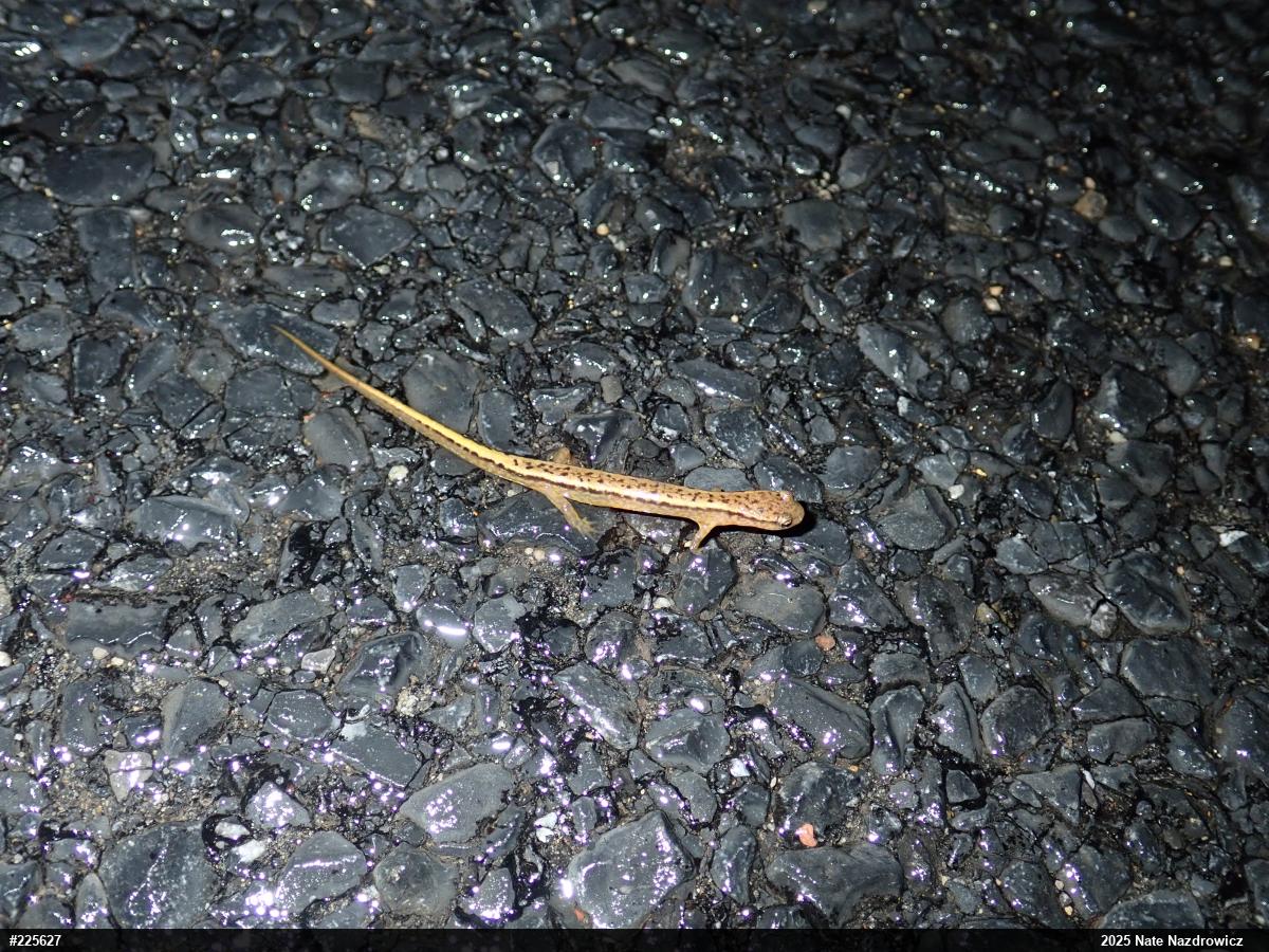 Northern Two-lined Salamander