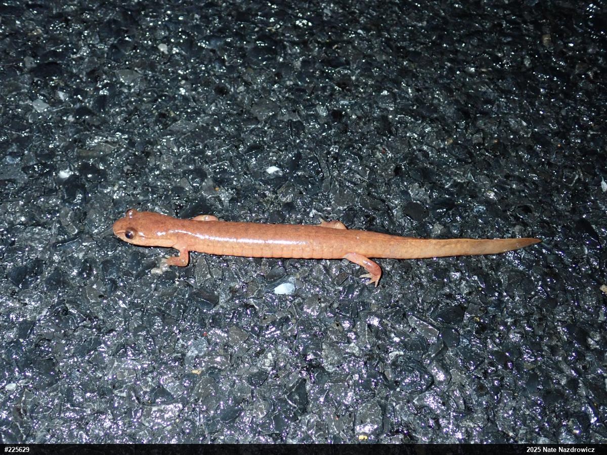 Northern Spring Salamander