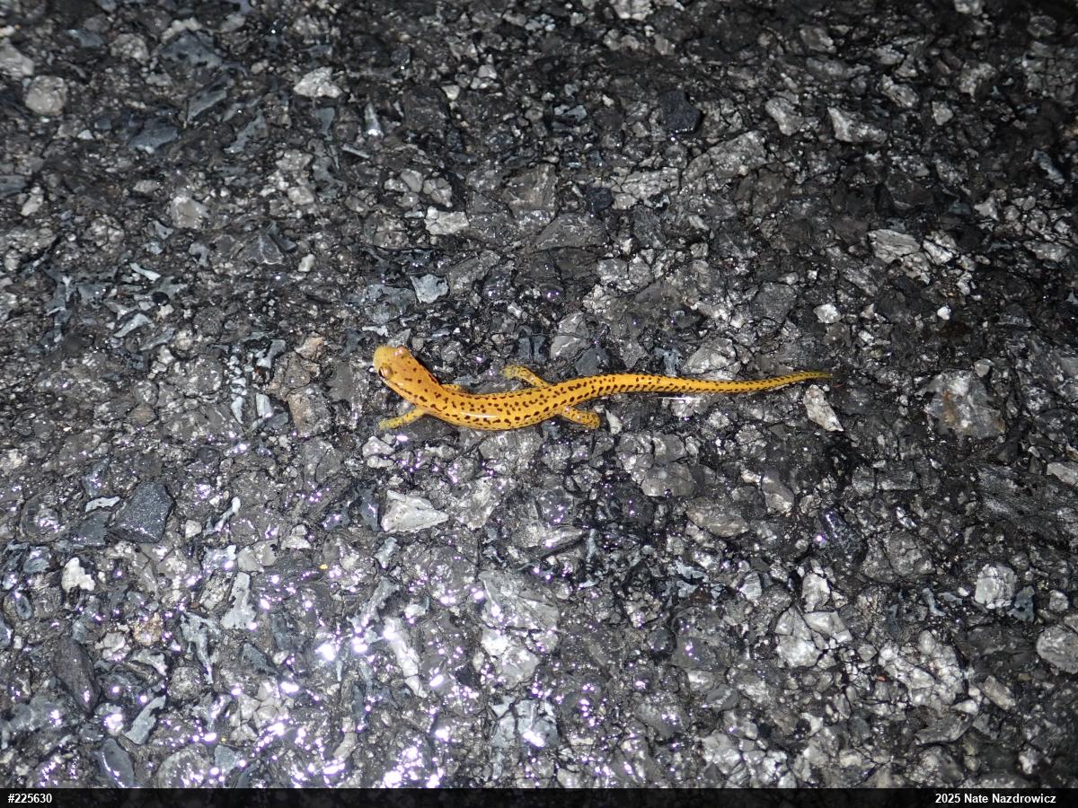 Eastern Long-tailed Salamander