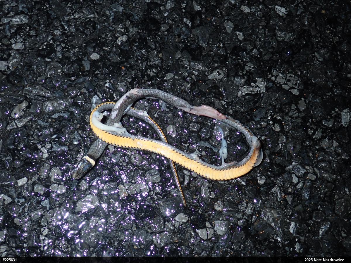 Northern Ring-necked Snake
