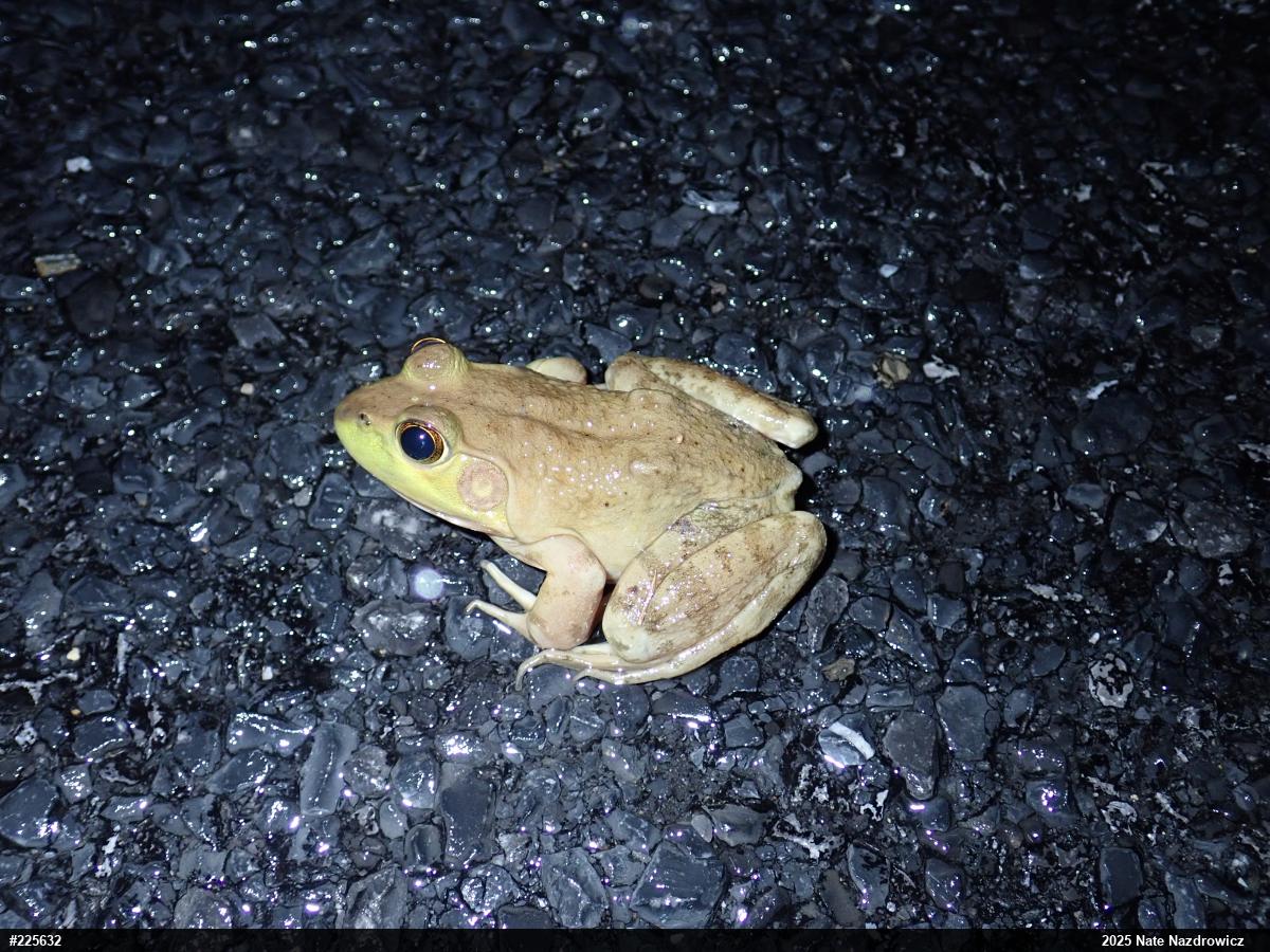 American Bullfrog