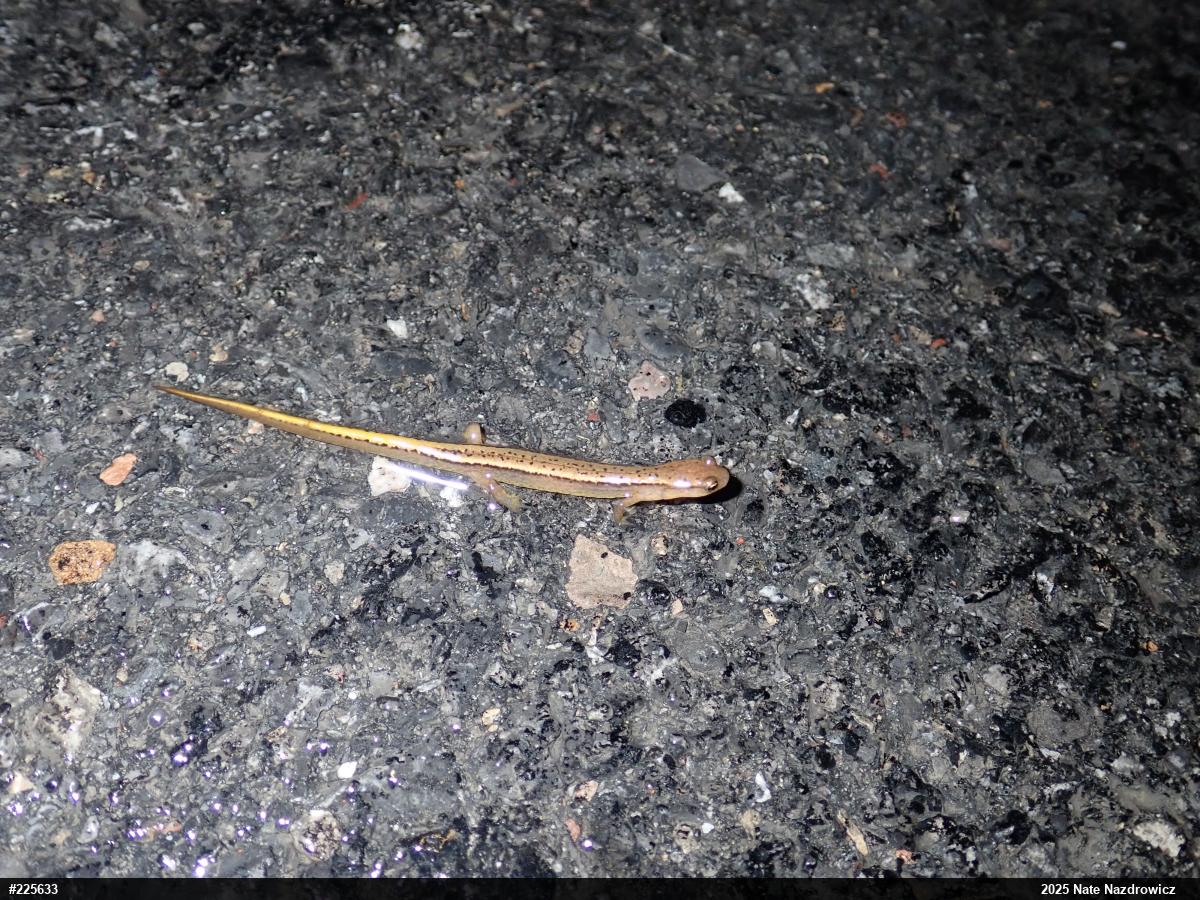 Northern Two-lined Salamander