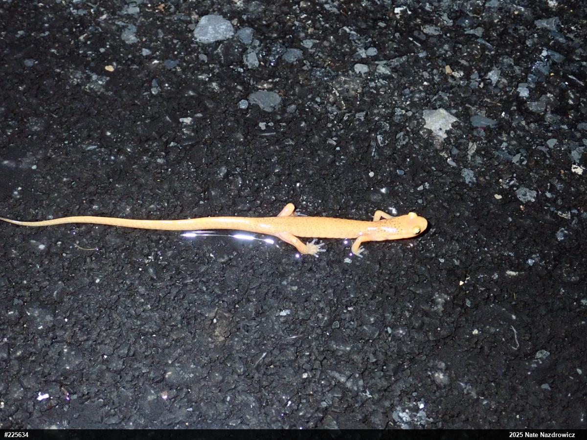 Eastern Long-tailed Salamander