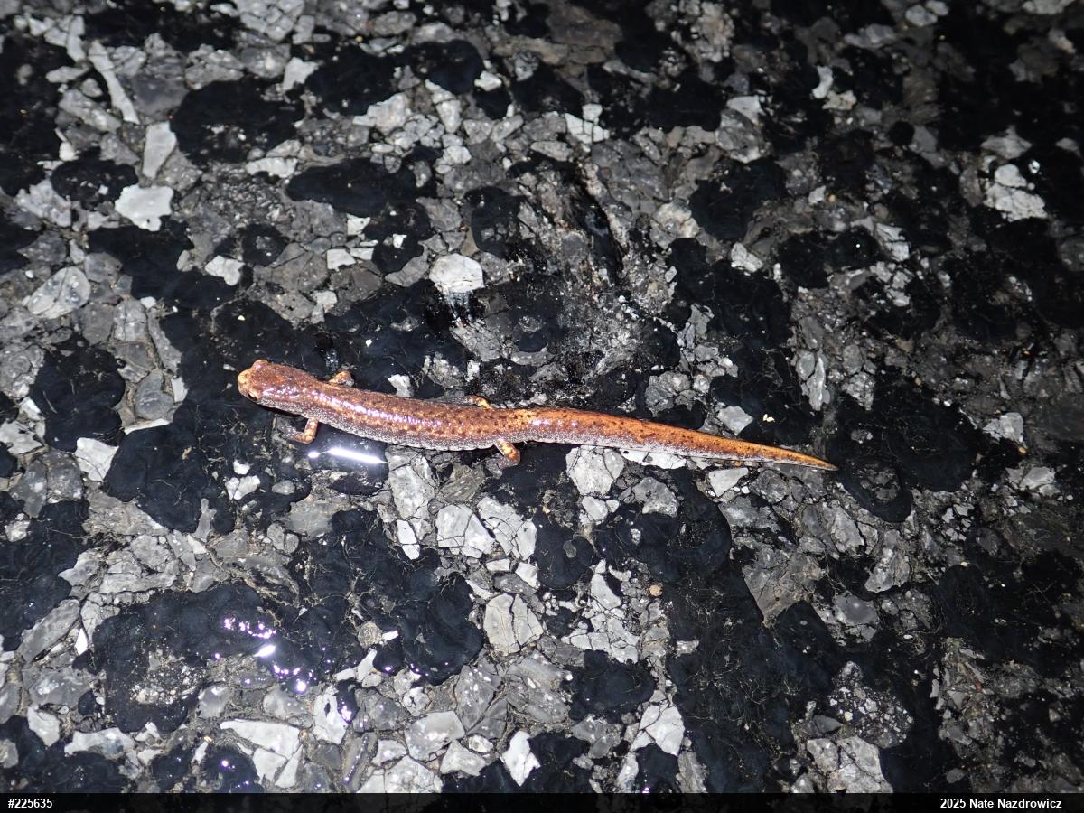 Four-toed Salamander