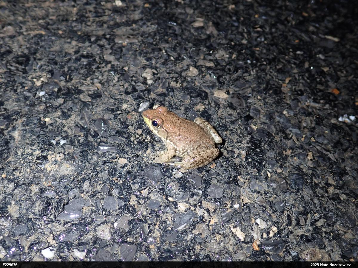 Green Frog