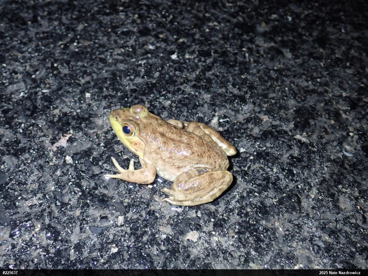 American Bullfrog