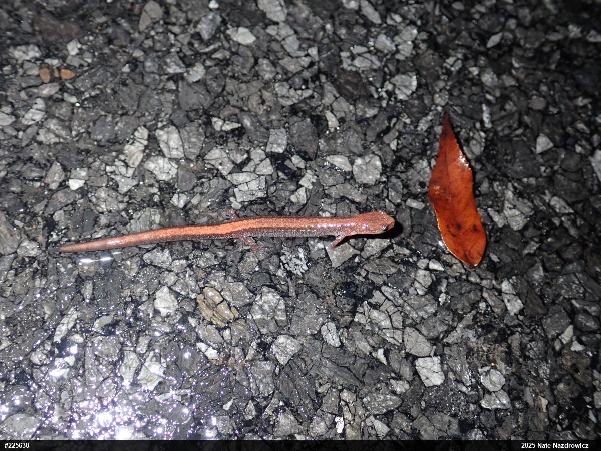 Eastern Red-backed  Salamander