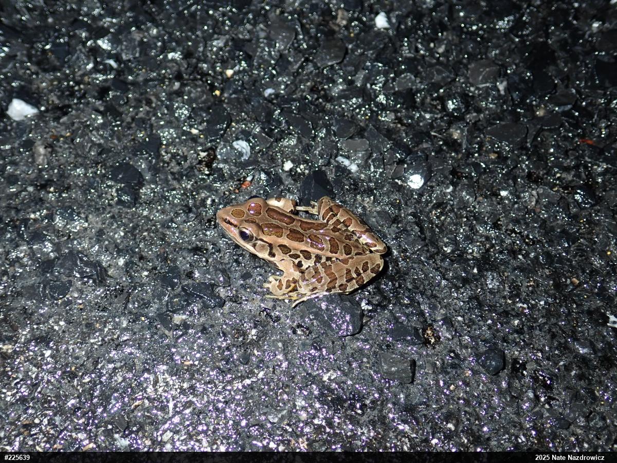 Pickerel Frog