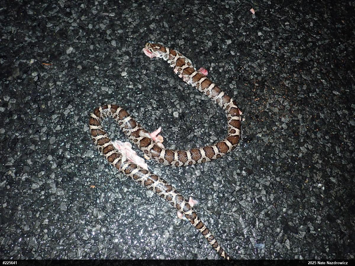 Eastern Milksnake