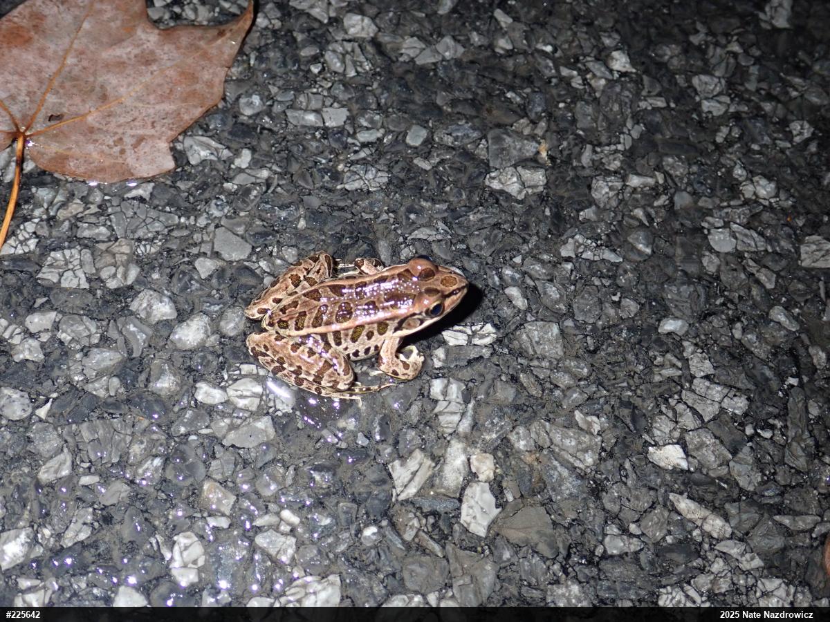 Pickerel Frog